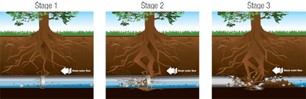 Progression of Root Intrusion